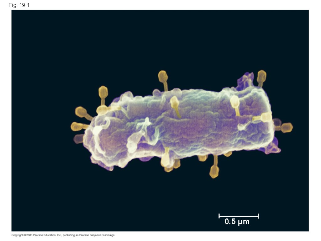 Fig. 19-1 0.5 µm